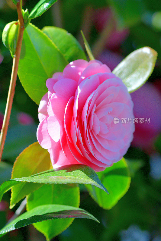 山茶花/日本山茶花花:红色，粉红色和白色